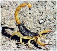 scorpions au Maroc